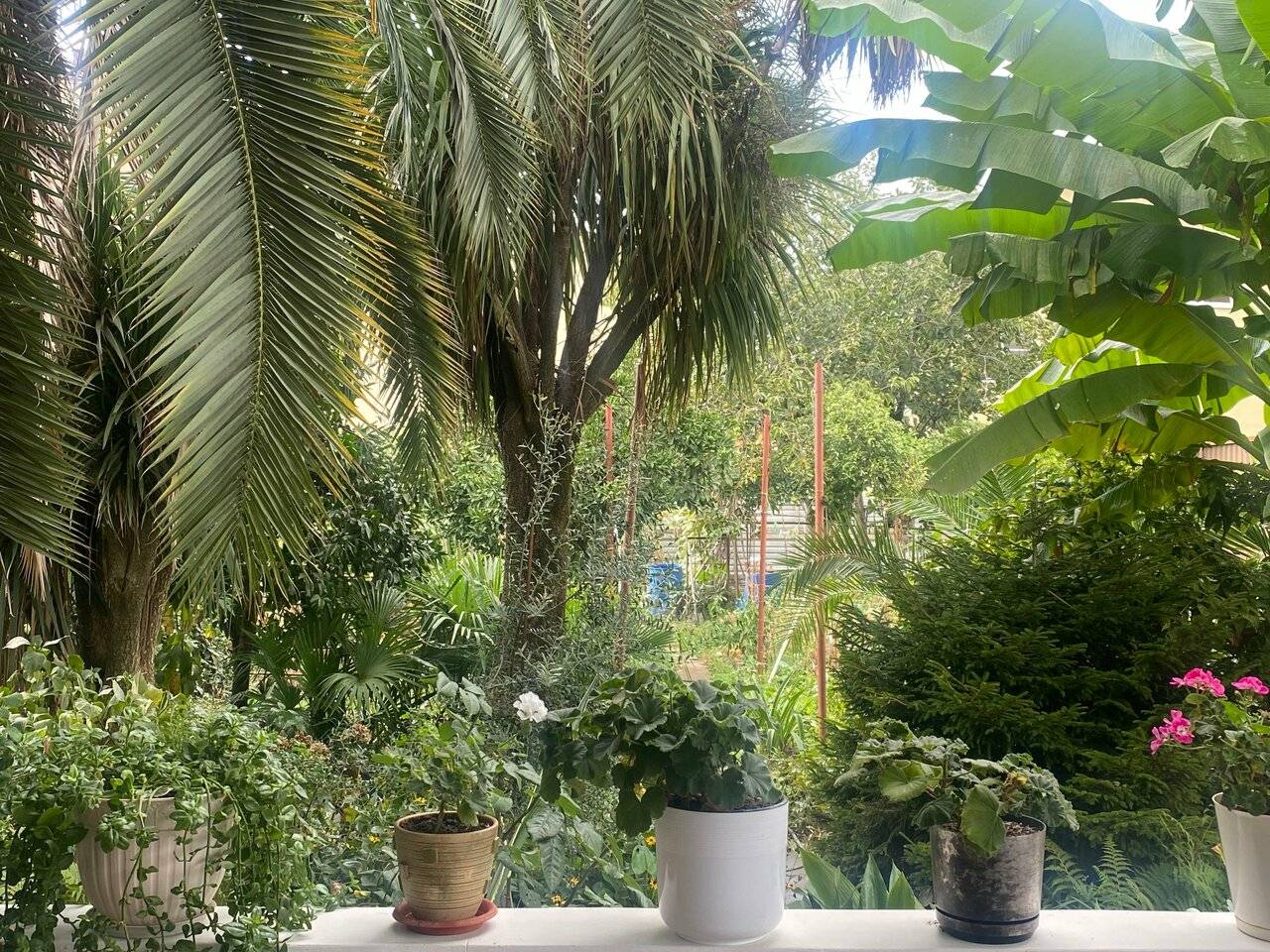 Фото Гостиницы Тропики Адлер 11