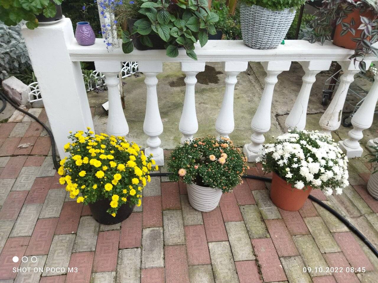 Фото Гостиницы Тропики Адлер 15