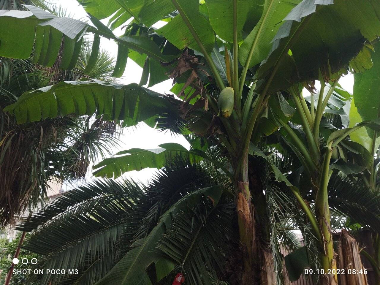 Фото Гостиницы Тропики Адлер 31